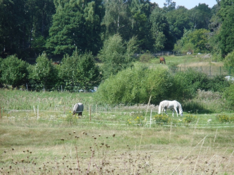 Центральная Европа, Бенилюкс + Швеция, Прибалтика - 8000 км, 21 день, low budget trip