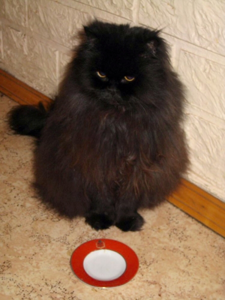 Поговорим о кошках 29