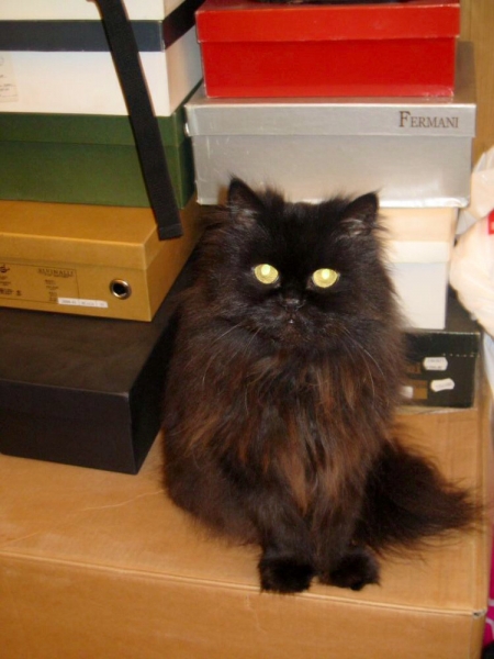 Поговорим о кошках 29