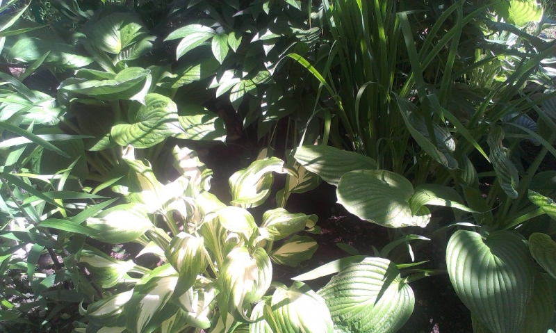 Поговорим о кошках 29