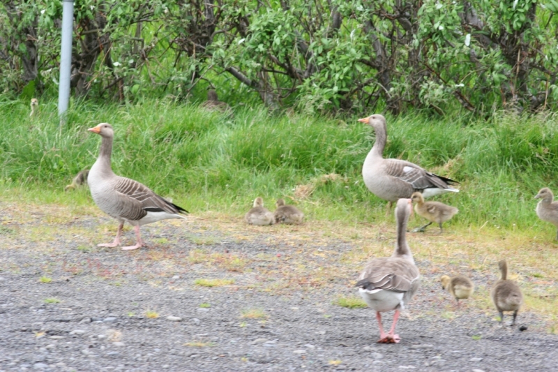 Исландия. Июнь 2014. Unreal. Unbelievable. Unutterable