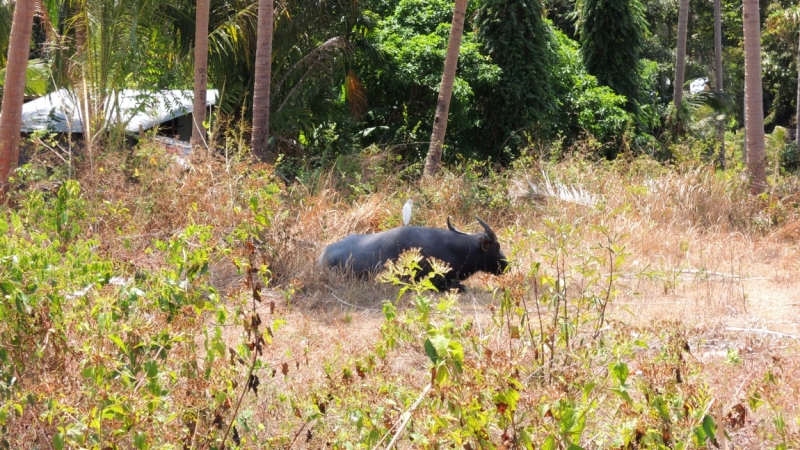Март 2014. Самуи и не только ...
