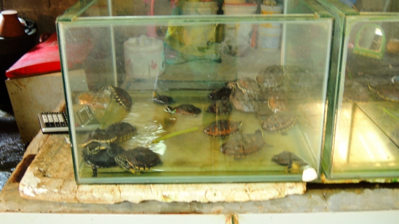 Март 2014. Самуи и не только ...