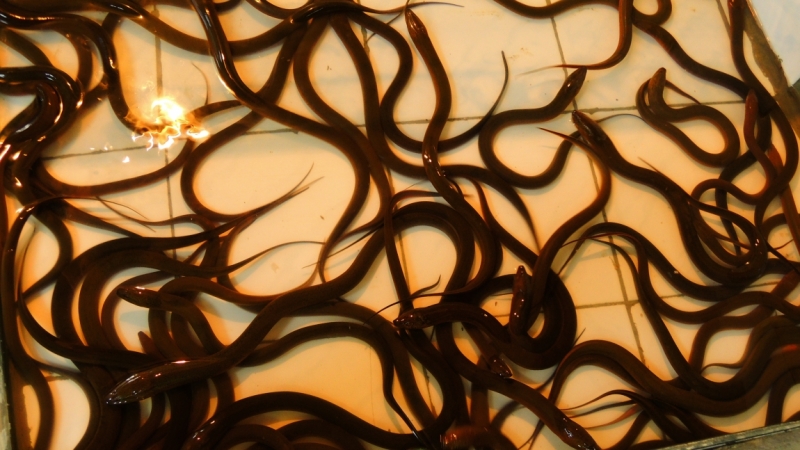 Март 2014. Самуи и не только ...