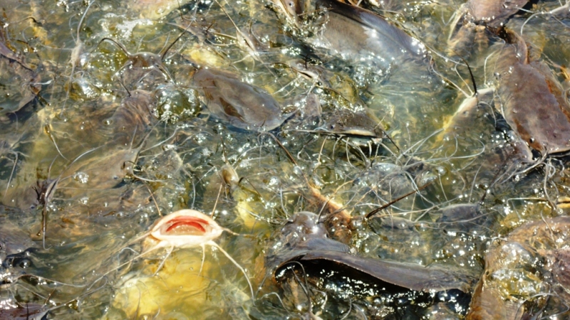 Март 2014. Самуи и не только ...