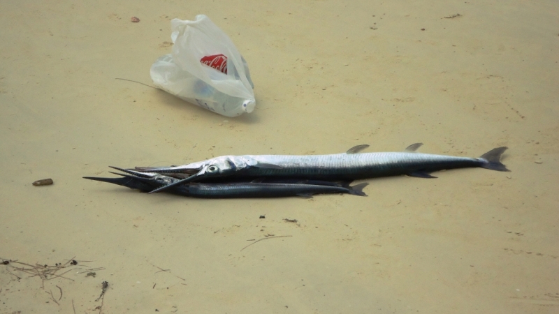 Март 2014. Самуи и не только ...