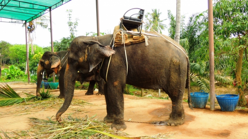 Март 2014. Самуи и не только ...