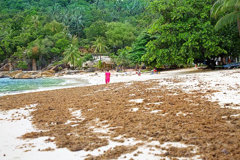 Фотоотчет. Таиланд 2013 впервые самостоятельно, Самуи, Ко Тао, Нанг Юан, Бангкок. Трафик.