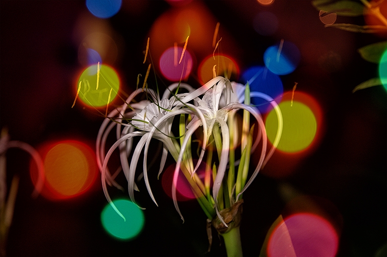 Фотоотчет. Таиланд 2013 впервые самостоятельно, Самуи, Ко Тао, Нанг Юан, Бангкок. Трафик.