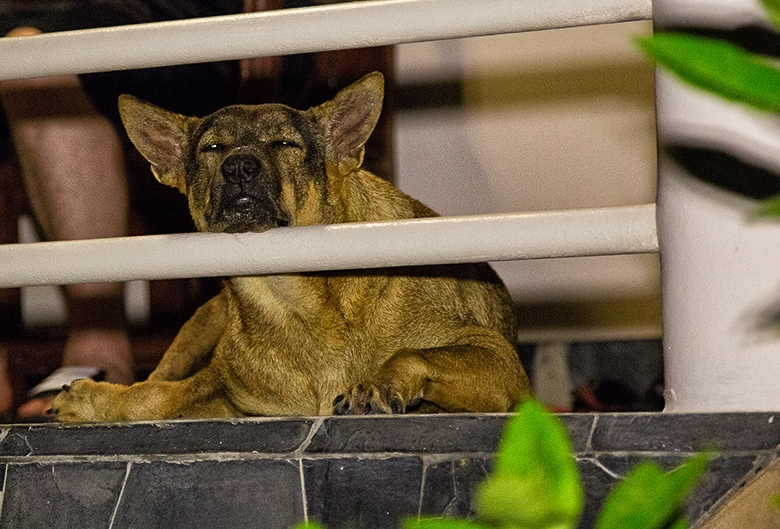 Фотоотчет. Таиланд 2013 впервые самостоятельно, Самуи, Ко Тао, Нанг Юан, Бангкок. Трафик.