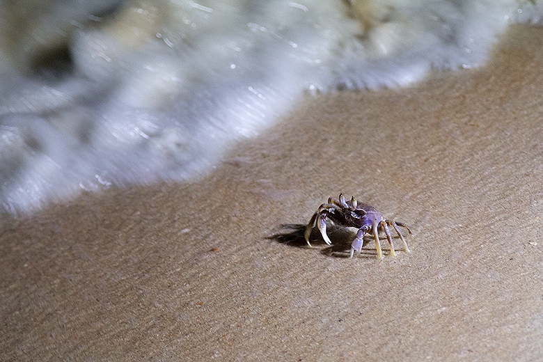 Фотоотчет. Таиланд 2013 впервые самостоятельно, Самуи, Ко Тао, Нанг Юан, Бангкок. Трафик.