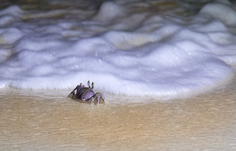 Фотоотчет. Таиланд 2013 впервые самостоятельно, Самуи, Ко Тао, Нанг Юан, Бангкок. Трафик.