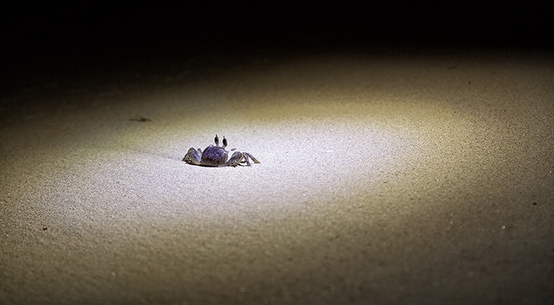 Фотоотчет. Таиланд 2013 впервые самостоятельно, Самуи, Ко Тао, Нанг Юан, Бангкок. Трафик.
