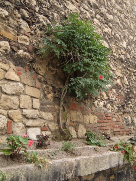 Неделя в Сербии – август 2013 (Белград–Земун–Крагуевац–Смедерево–Нови-Сад)