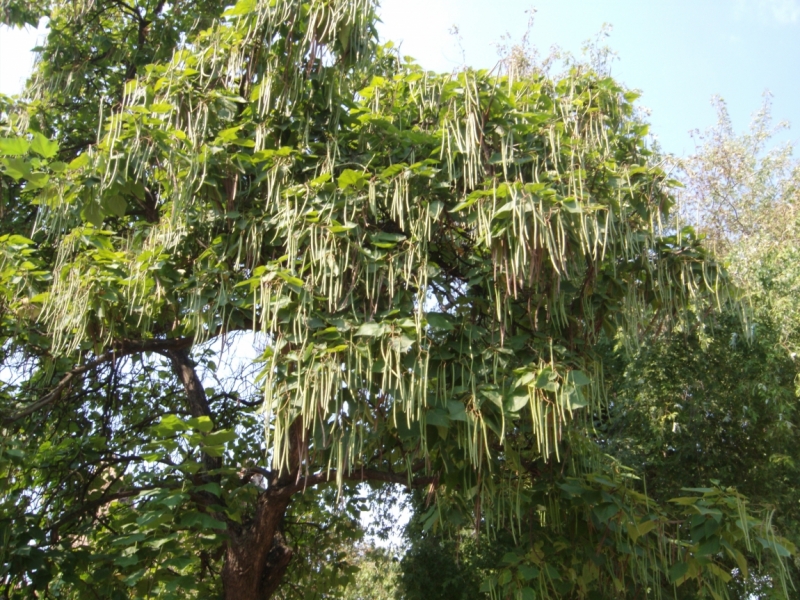 Неделя в Сербии – август 2013 (Белград–Земун–Крагуевац–Смедерево–Нови-Сад)