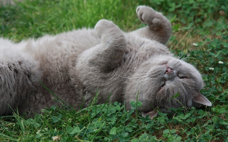 Поговорим о кошках 29