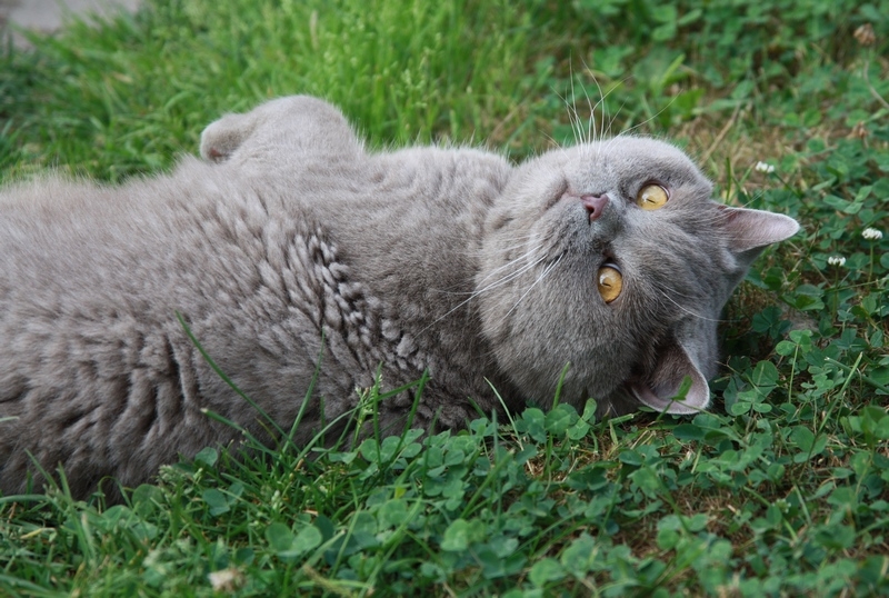 Поговорим о кошках 29