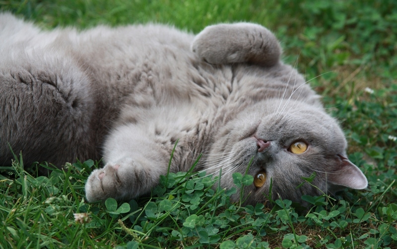 Фотоохота, зоопарки и просто животинки из путешествий - 3