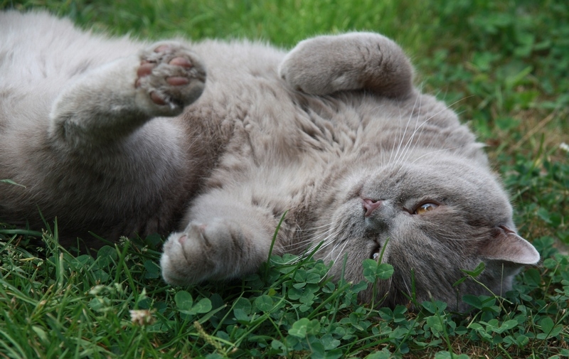 Фотоохота, зоопарки и просто животинки из путешествий - 3