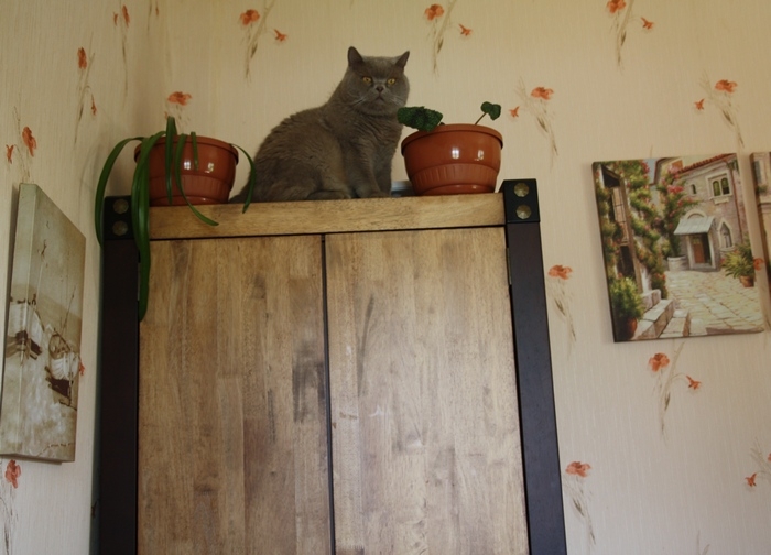 Поговорим о кошках 29