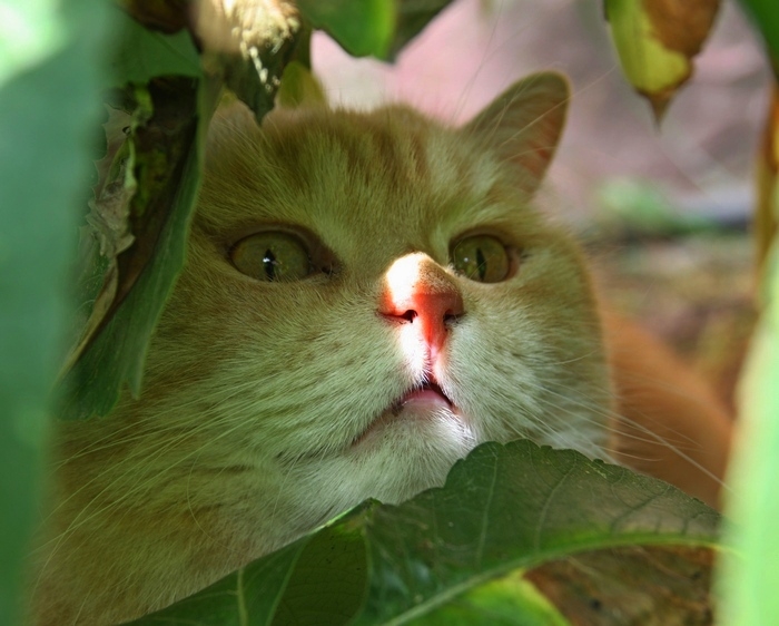 Поговорим о кошках 29