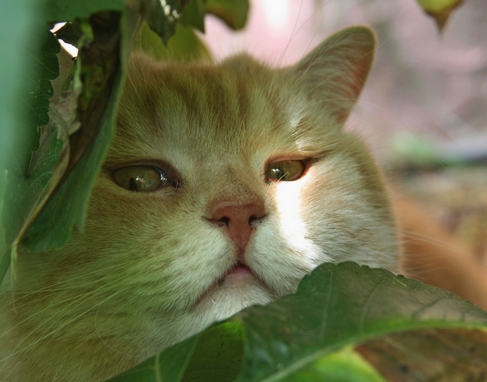 Поговорим о кошках 29