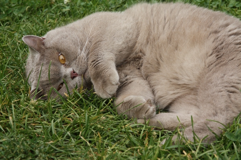 Поговорим о кошках 29