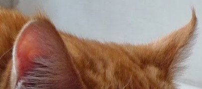 Поговорим о кошках 29