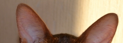 Поговорим о кошках 29