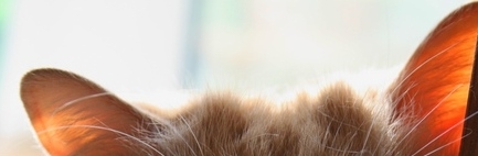 Поговорим о кошках 29