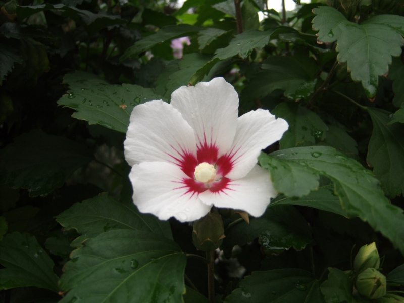 Неделя в Сербии – август 2013 (Белград–Земун–Крагуевац–Смедерево–Нови-Сад)