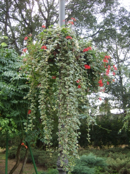 Неделя в Сербии – август 2013 (Белград–Земун–Крагуевац–Смедерево–Нови-Сад)