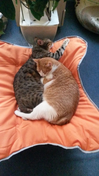 Поговорим о кошках 29