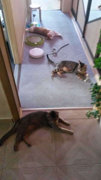 Поговорим о кошках 29