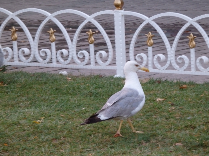 Стамбул в Рамазан по пути в Черногорию – июль 2014