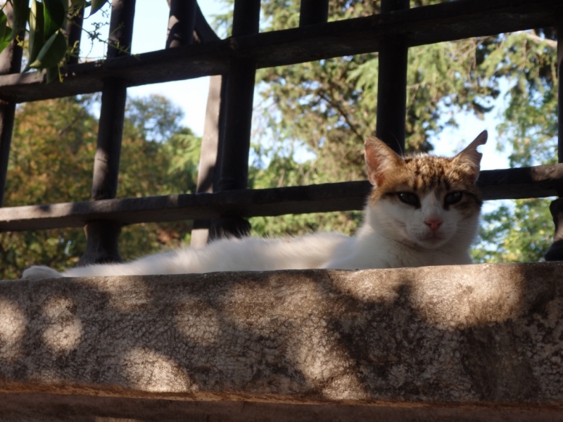 Стамбул в Рамазан по пути в Черногорию – июль 2014