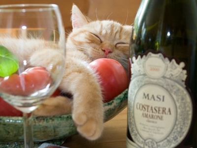 Поговорим о кошках 29