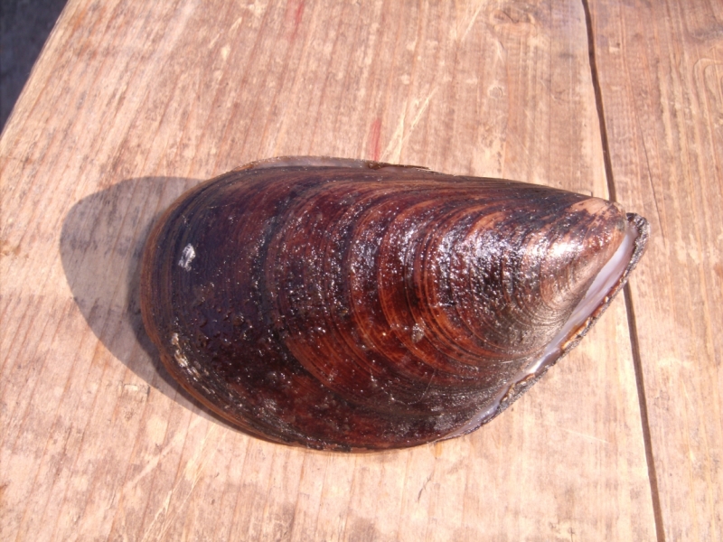 Неделя в Стамбуле ранней весной – март 2013.