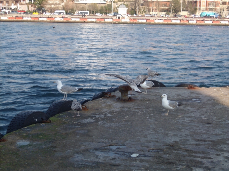 Неделя в Стамбуле ранней весной – март 2013.