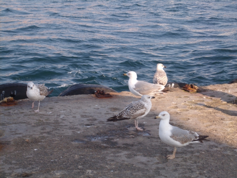 Неделя в Стамбуле ранней весной – март 2013.