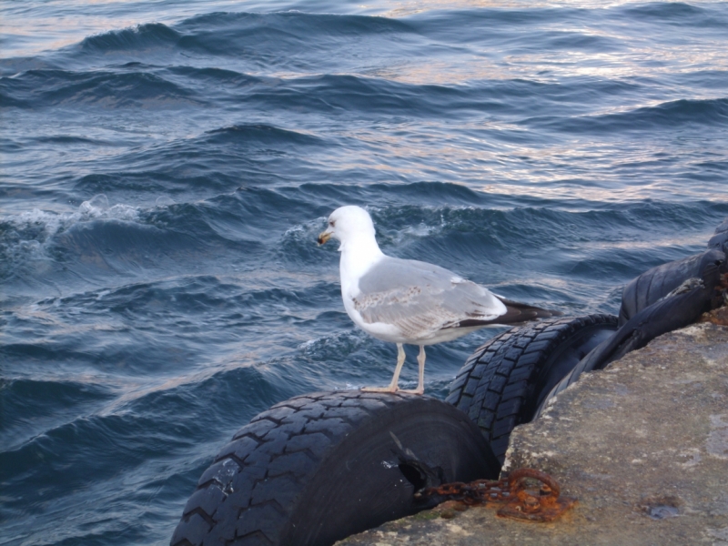 Неделя в Стамбуле ранней весной – март 2013.
