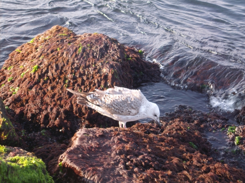 Неделя в Стамбуле ранней весной – март 2013.