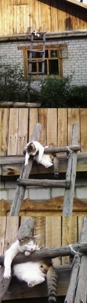 Поговорим о кошках 29