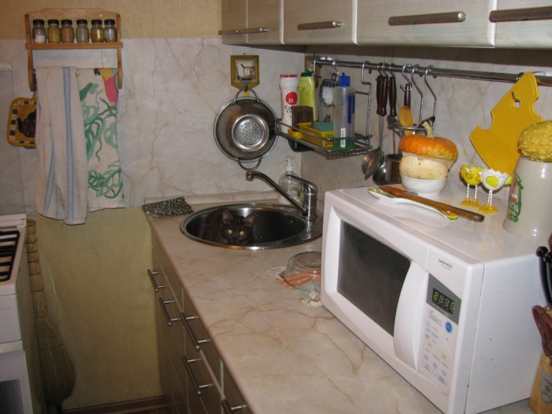 Поговорим о кошках 29