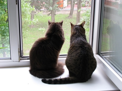 Поговорим о кошках 29