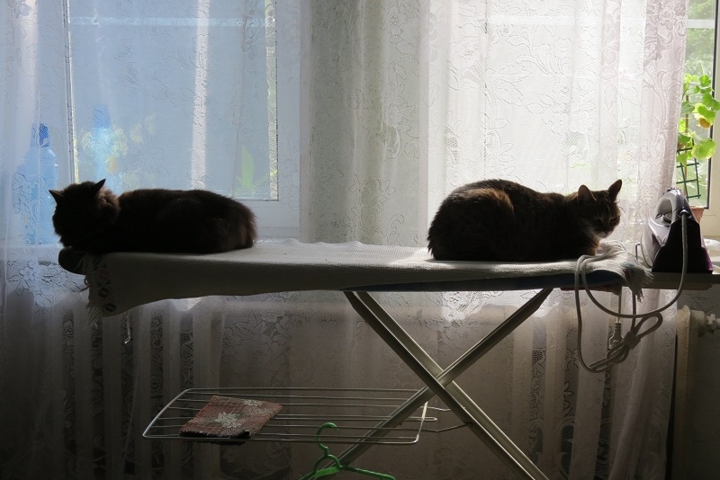 Поговорим о кошках 29