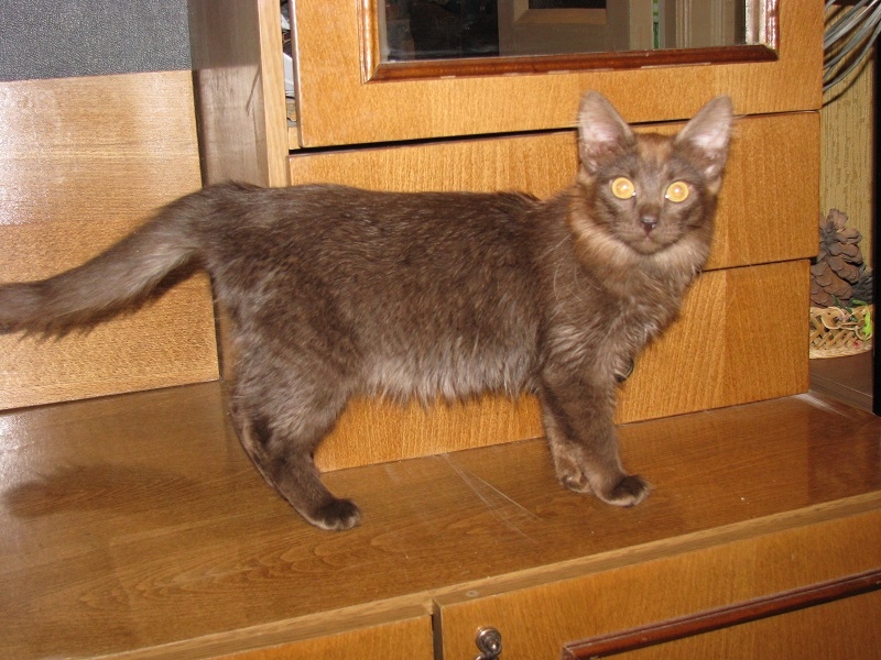 Поговорим о кошках 29