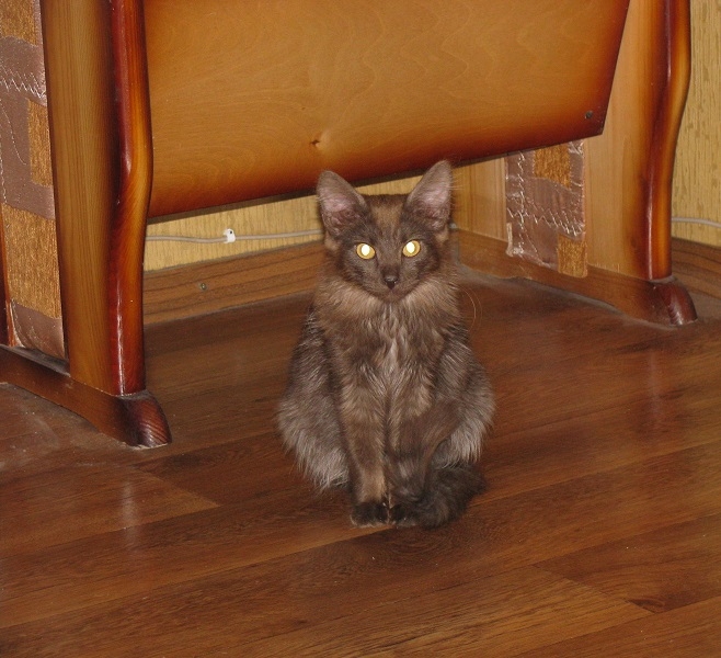 Поговорим о кошках 29