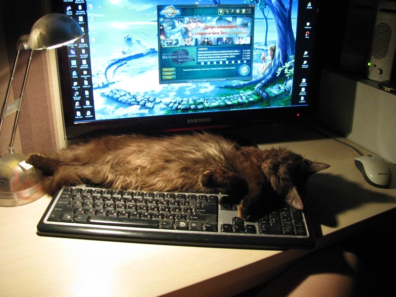 Поговорим о кошках 29