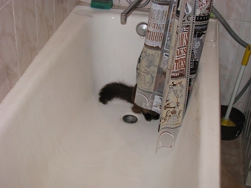 Поговорим о кошках 29